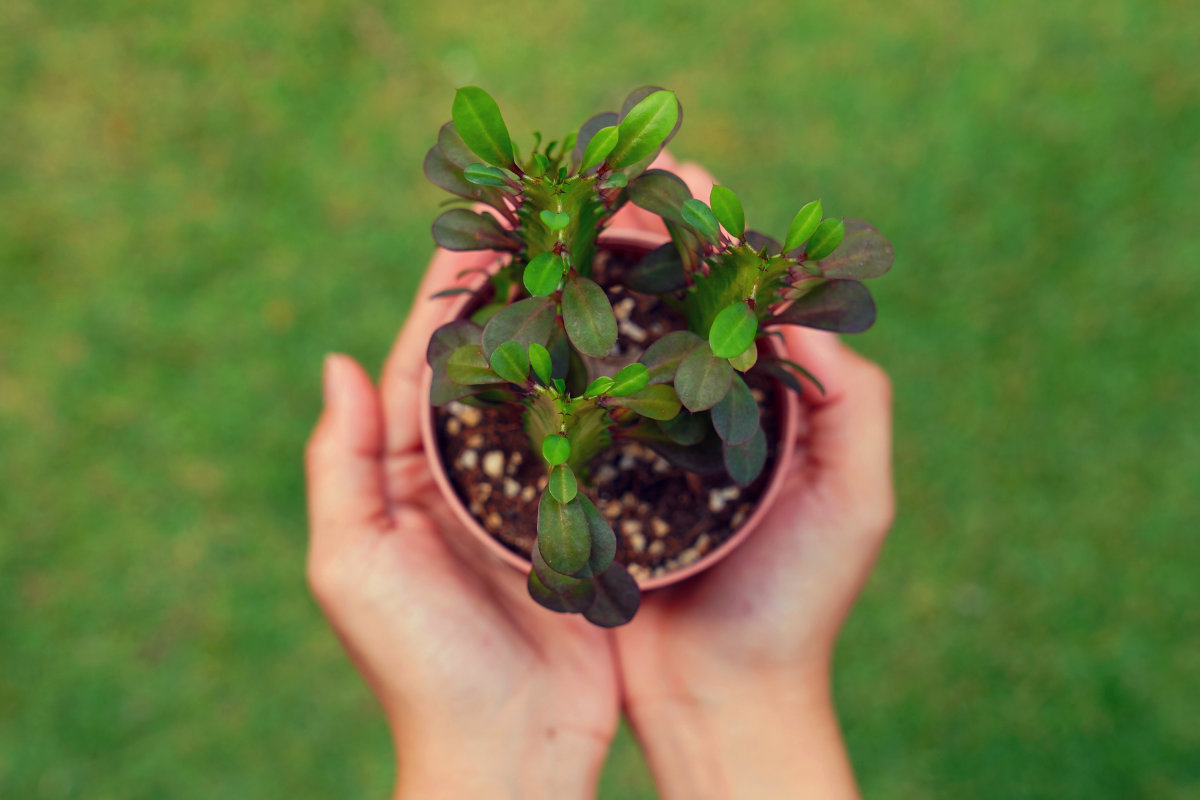 banner_sustainability